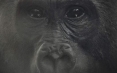 Découvrez le film &quot;République du Congo : la forêt des Gorilles&quot;