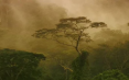 Stop aux idées reçues : le bois tropical est aussi légal